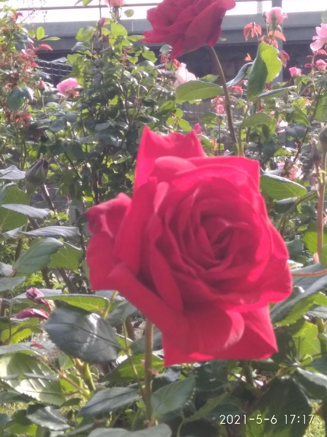 Alle Rose Barcolane Triëst Buitenkant foto